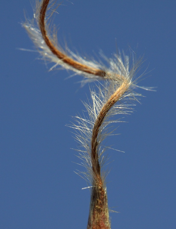 mountain mahogany